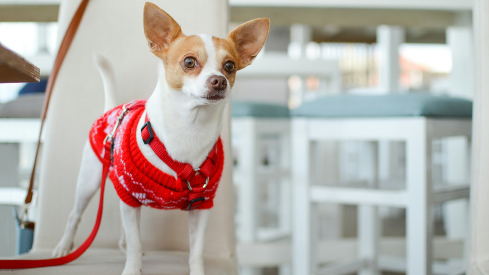 10 Alimentos que nunca debes darle a tu perro - PuntoZoo