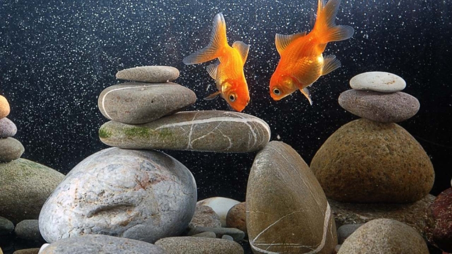 Cómo decorar un acuario con rocas para principiantes - PuntoZoo