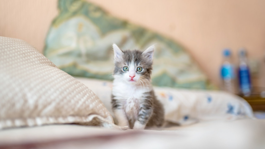 Cómo dar la bienvenida a un nuevo amigo felino en tu hogar - PuntoZoo