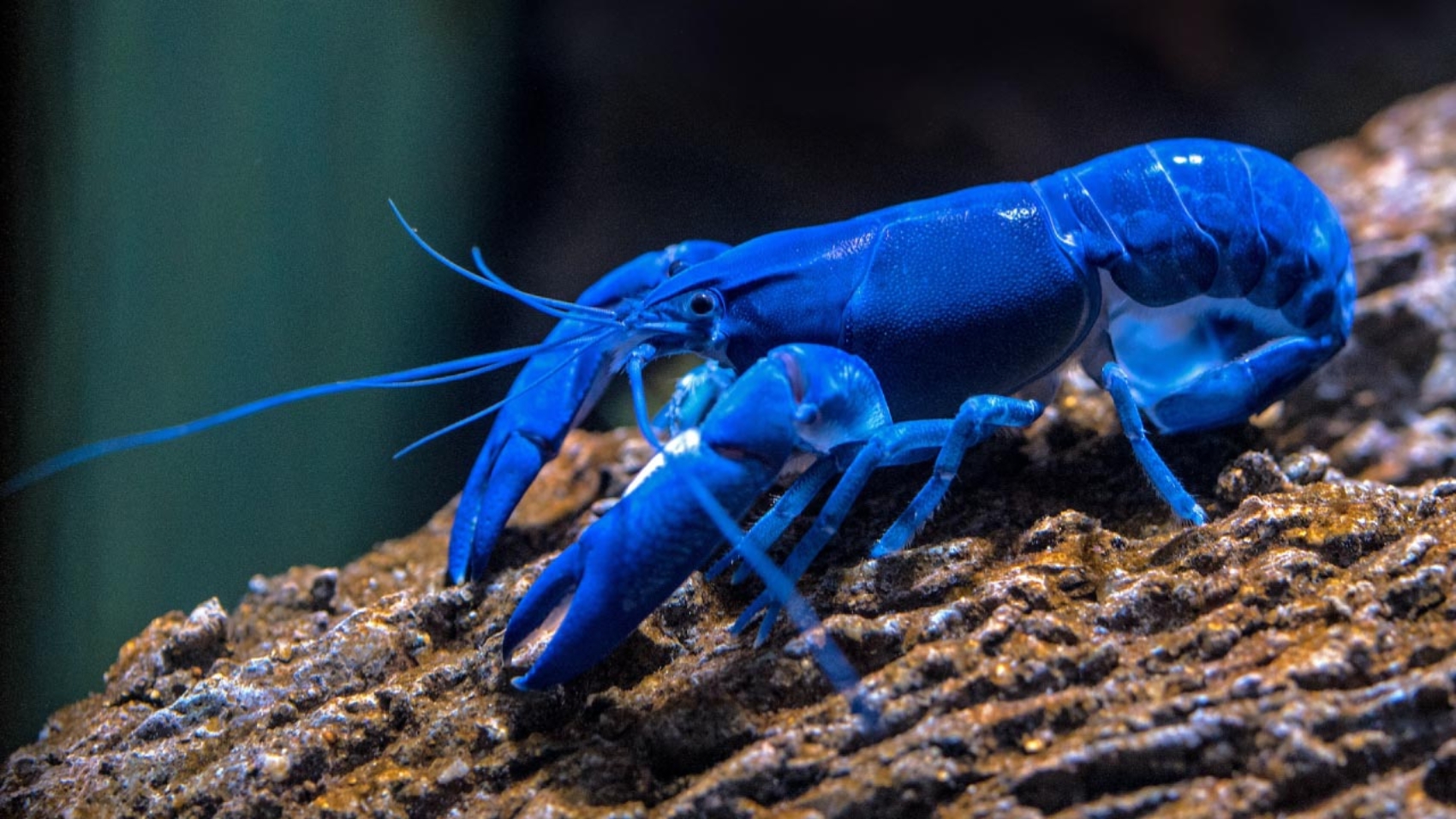 Cómo tener y cuidar de una langosta azul de agua dulce - PuntoZoo