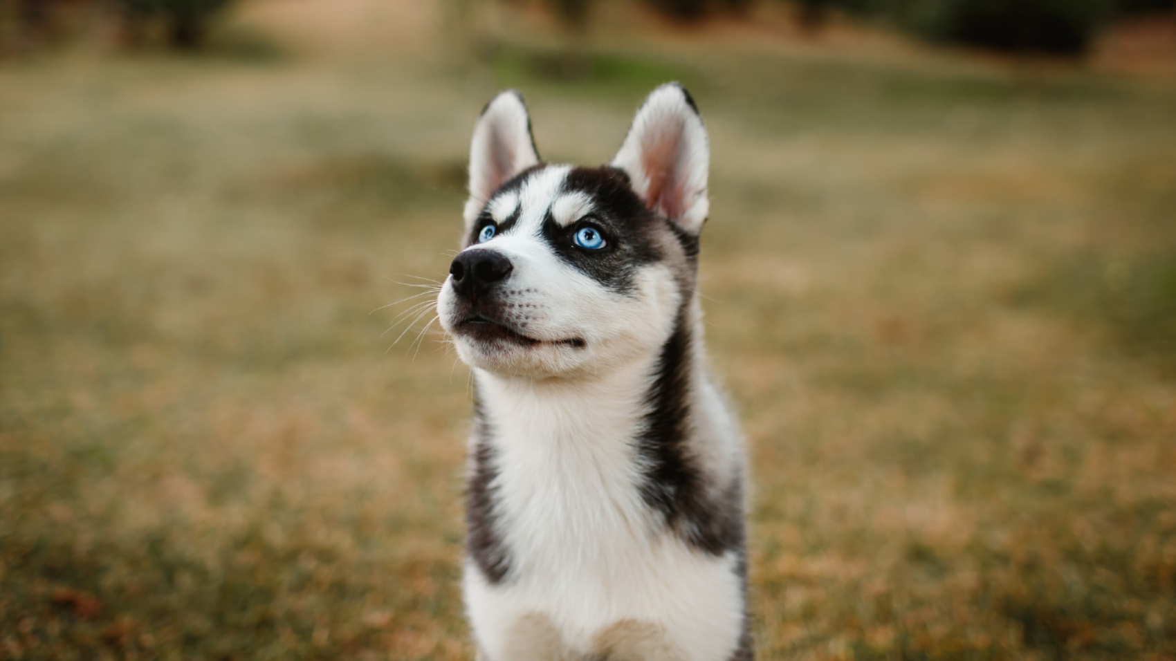 El Encantador Husky Siberiano