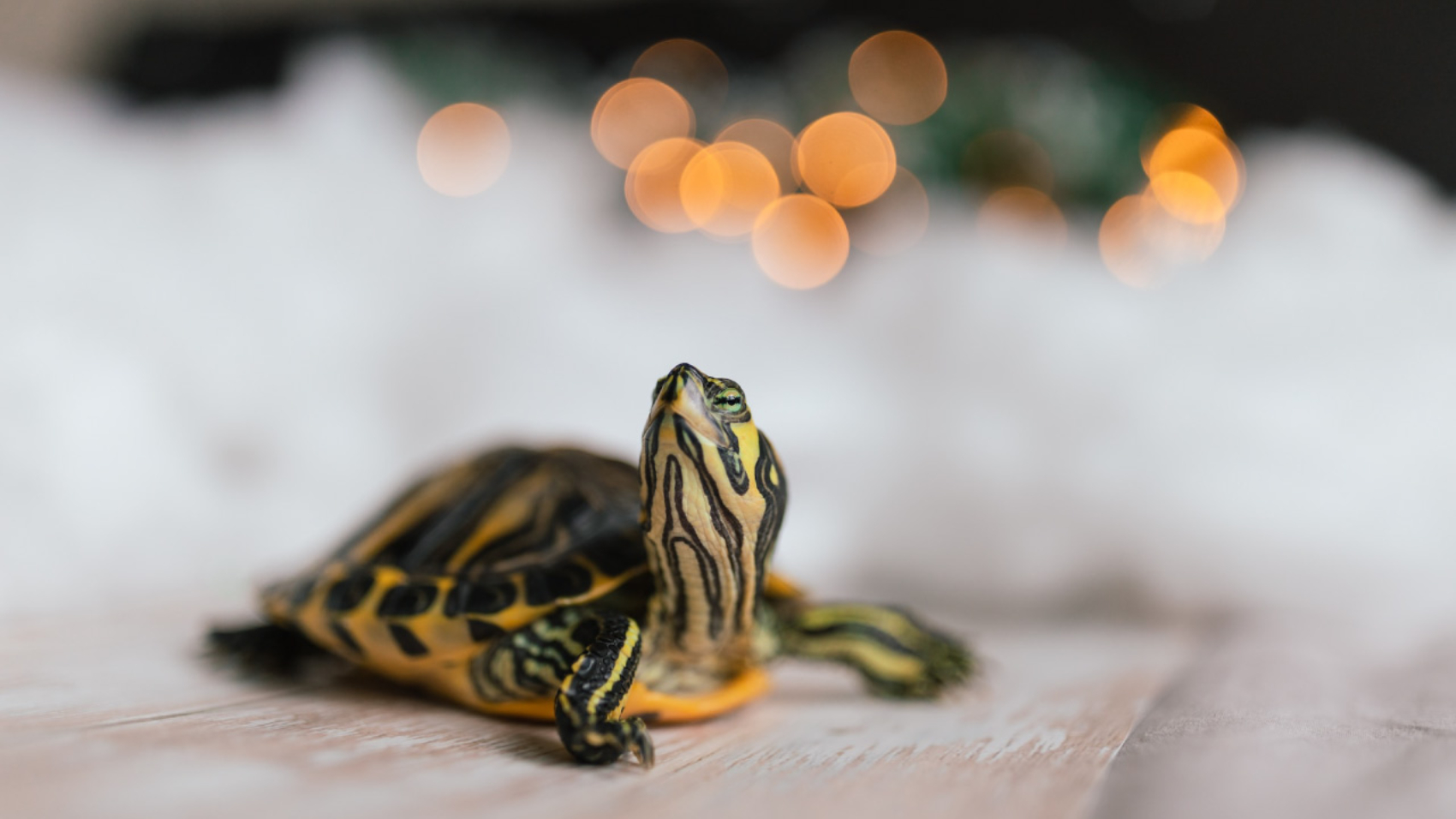 El Encantador Mundo de las Tortugas Chinas - PuntoZoo