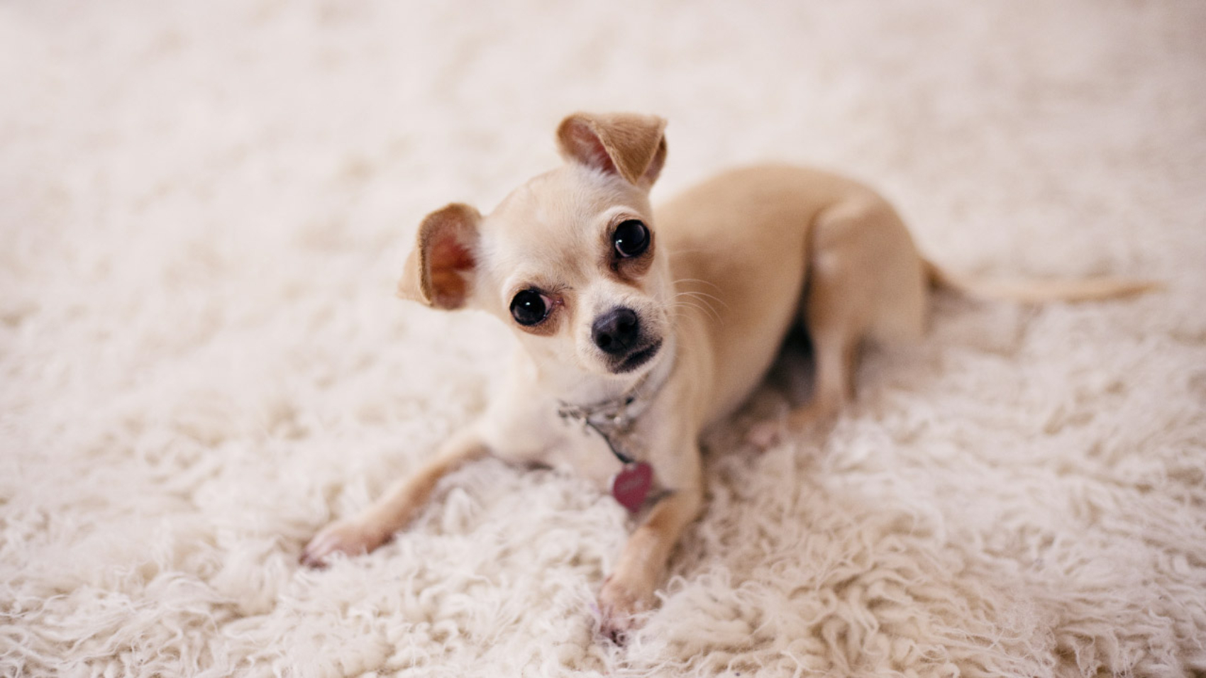 El encantador mundo de los Chihuahuas - PuntoZoo