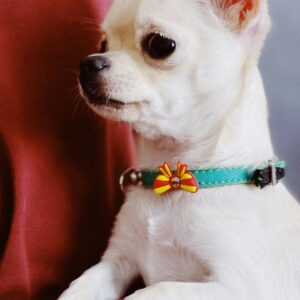 El encantador mundo de los Chihuahuas - PuntoZoo