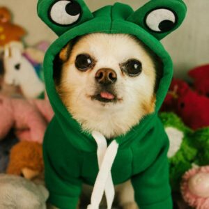 El encantador mundo de los Chihuahuas - PuntoZoo
