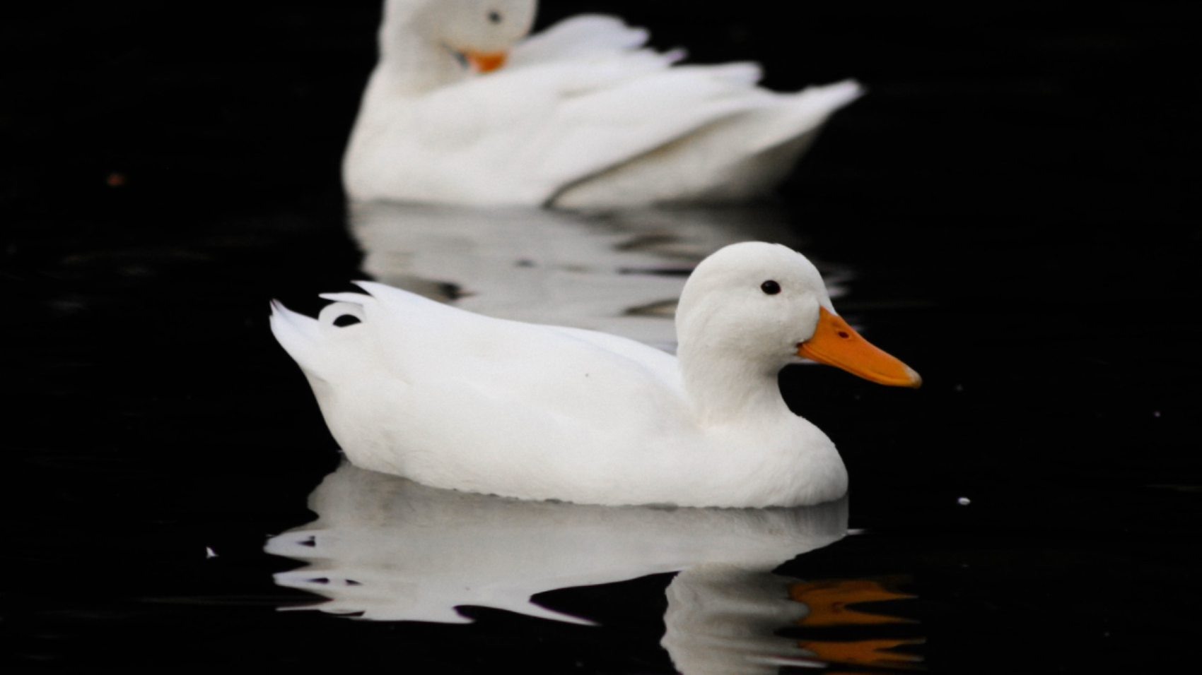 El Encanto Peculiar de los Patos de Casa - PuntoZoo