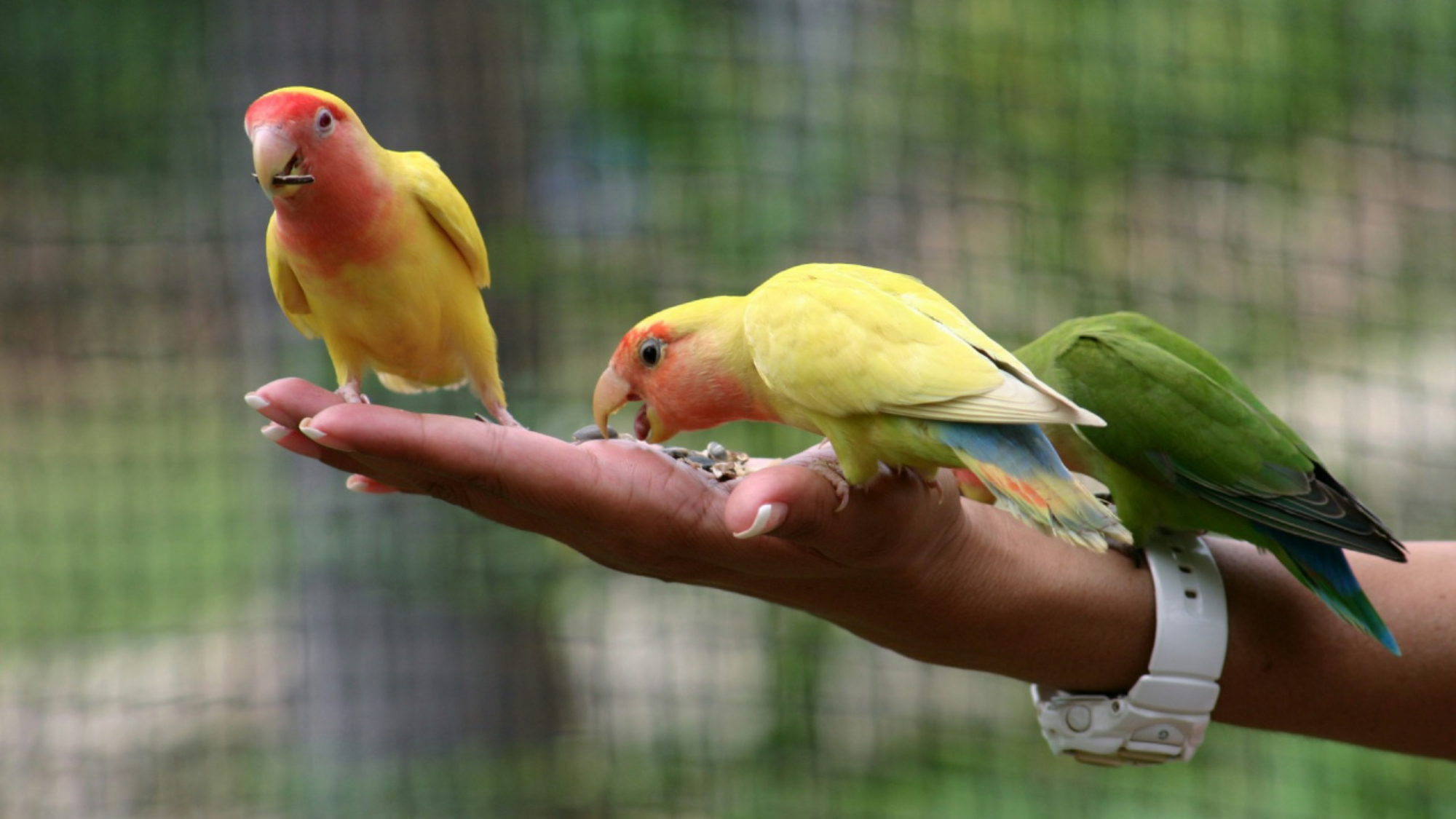 Guía para Elegir el Ave Mascota Adecuada para Ti - PuntoZoo