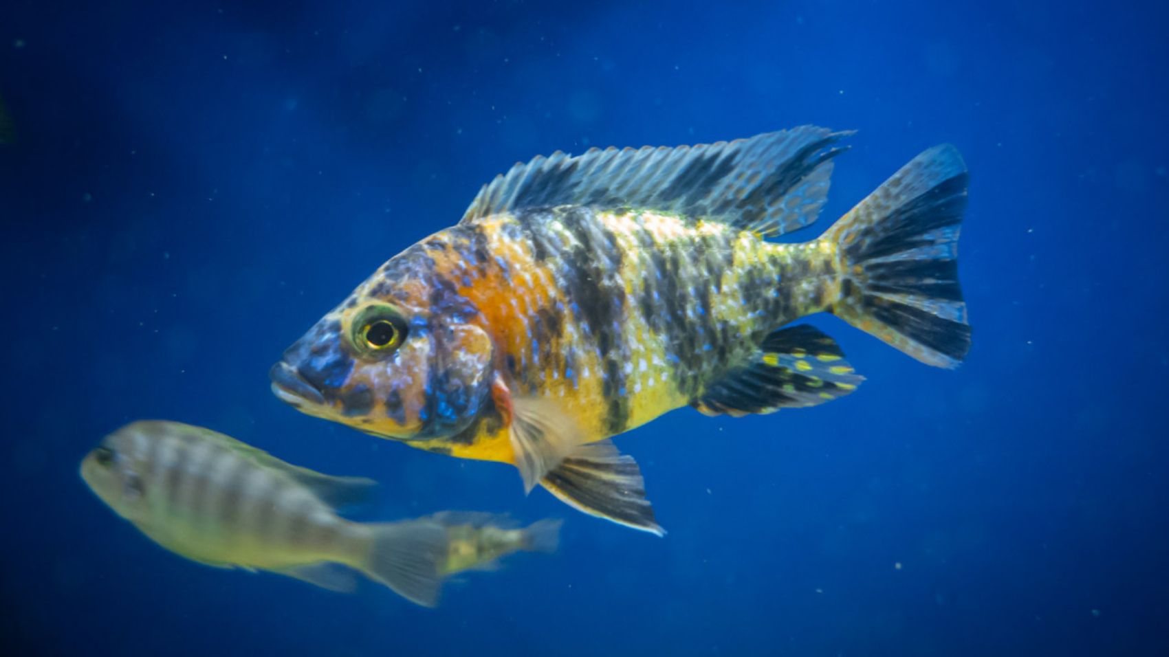Explorando el Mundo de los Peces Cíclidos - PuntoZoo