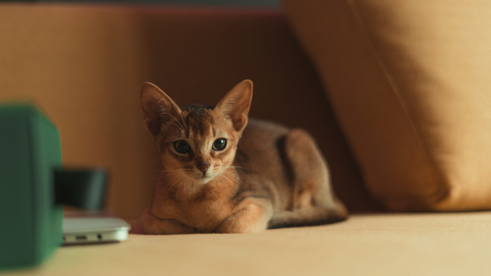 Explorando la Encantadora Raza de Gatos Abisinios - PuntoZoo