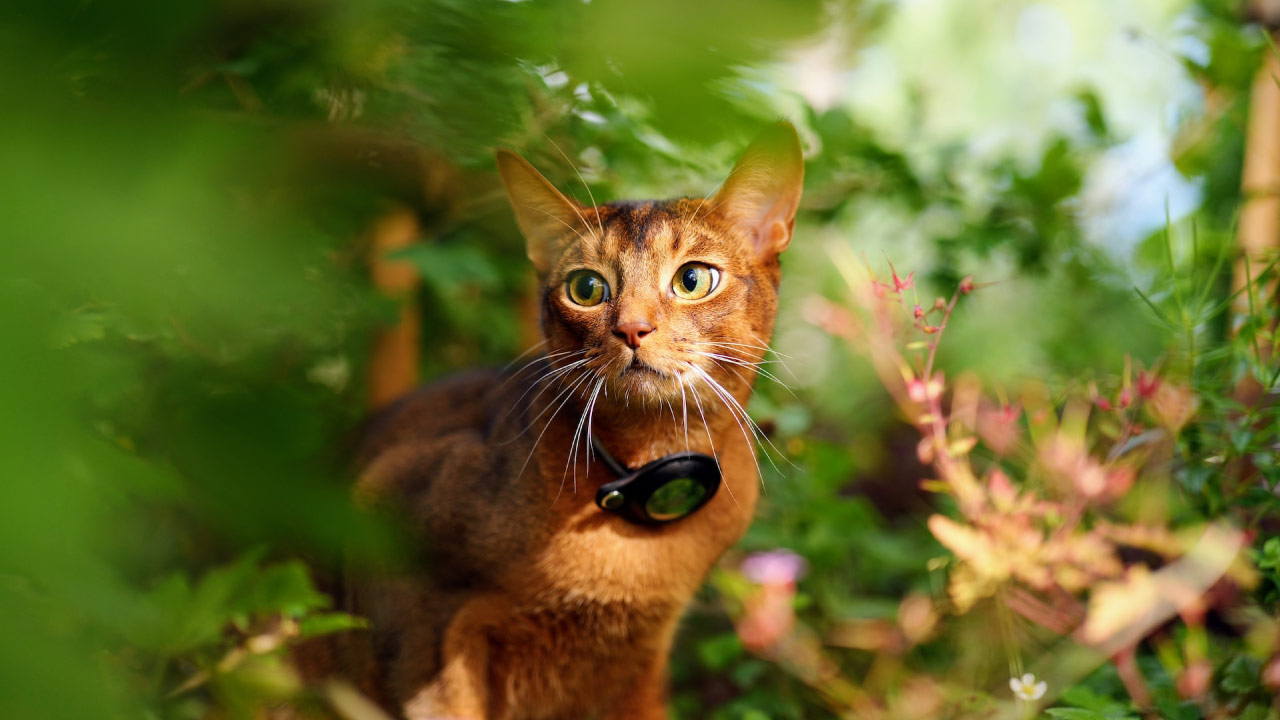 Explorando la Encantadora Raza de Gatos Abisinios - PuntoZoo