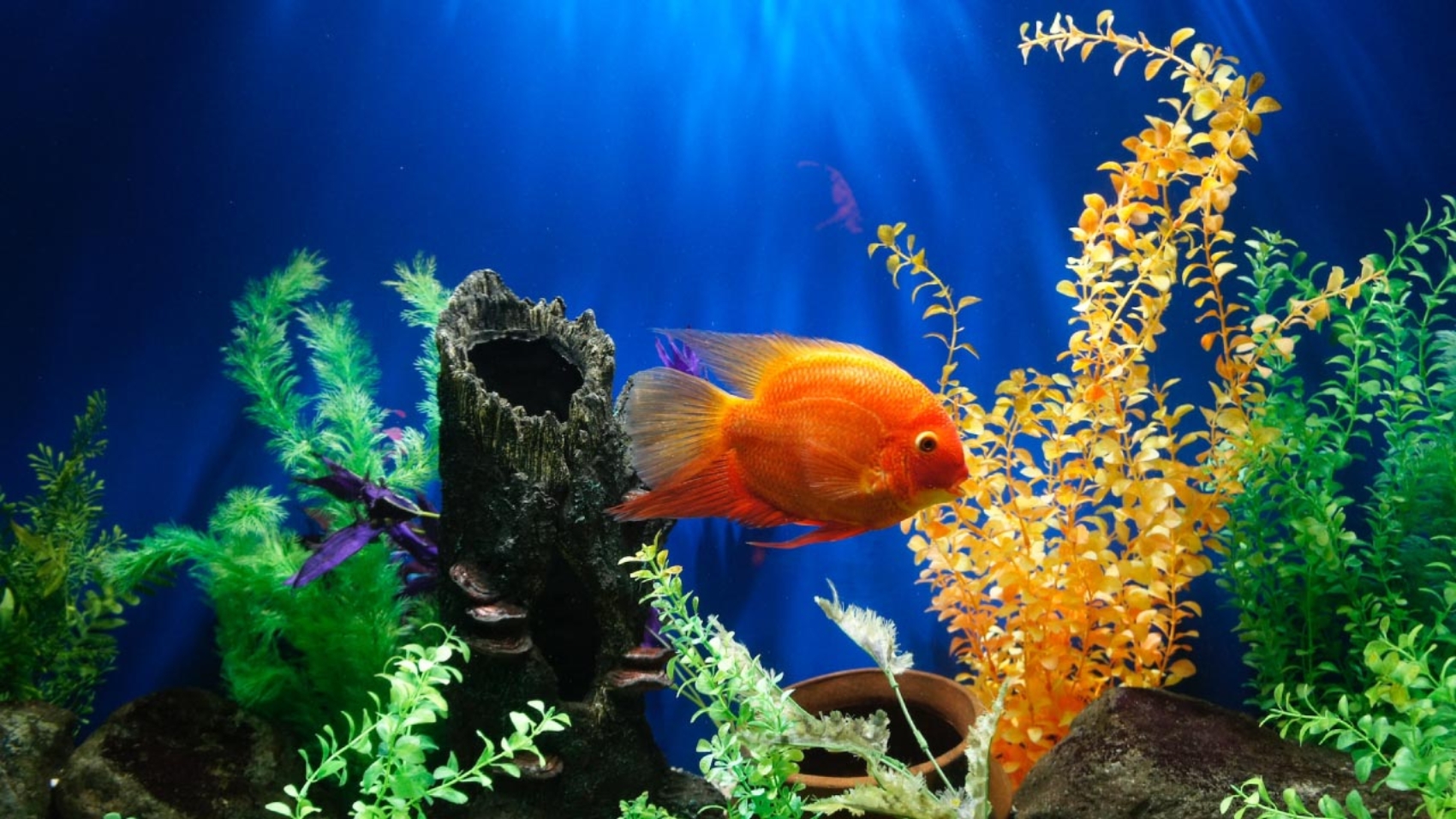 Guía para Principiantes sobre Cómo Armar tu Primer Acuario en Casa - PuntoZoo