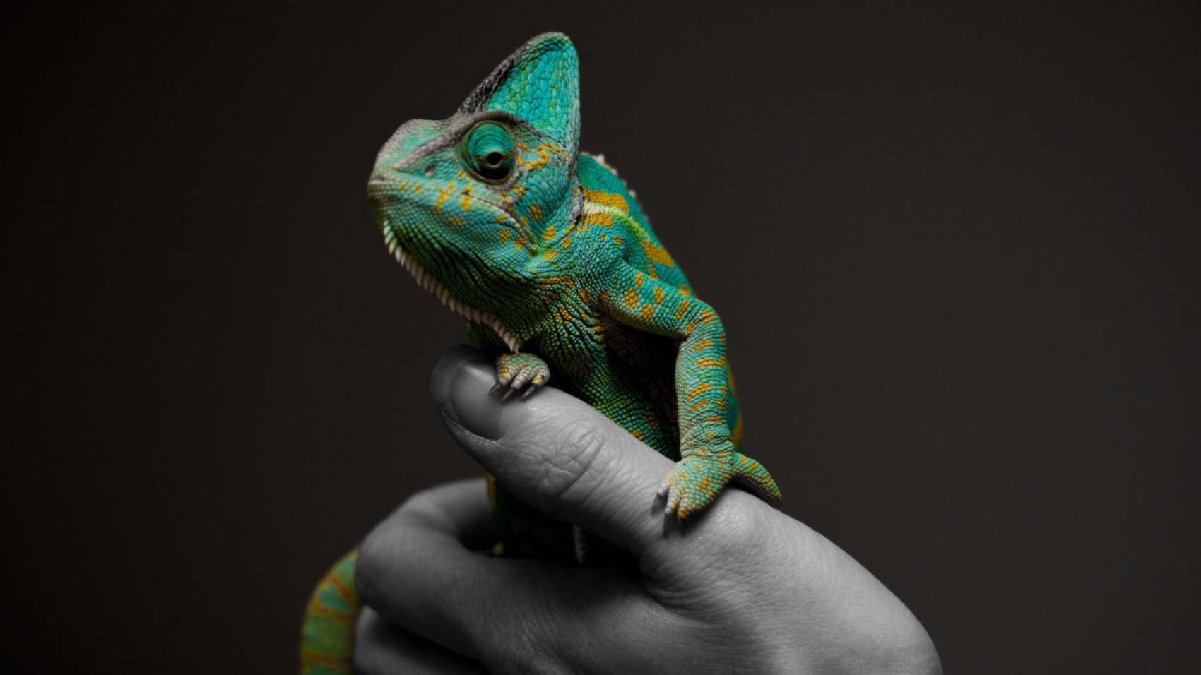 Foto de Ante Hamersmit en Unsplash