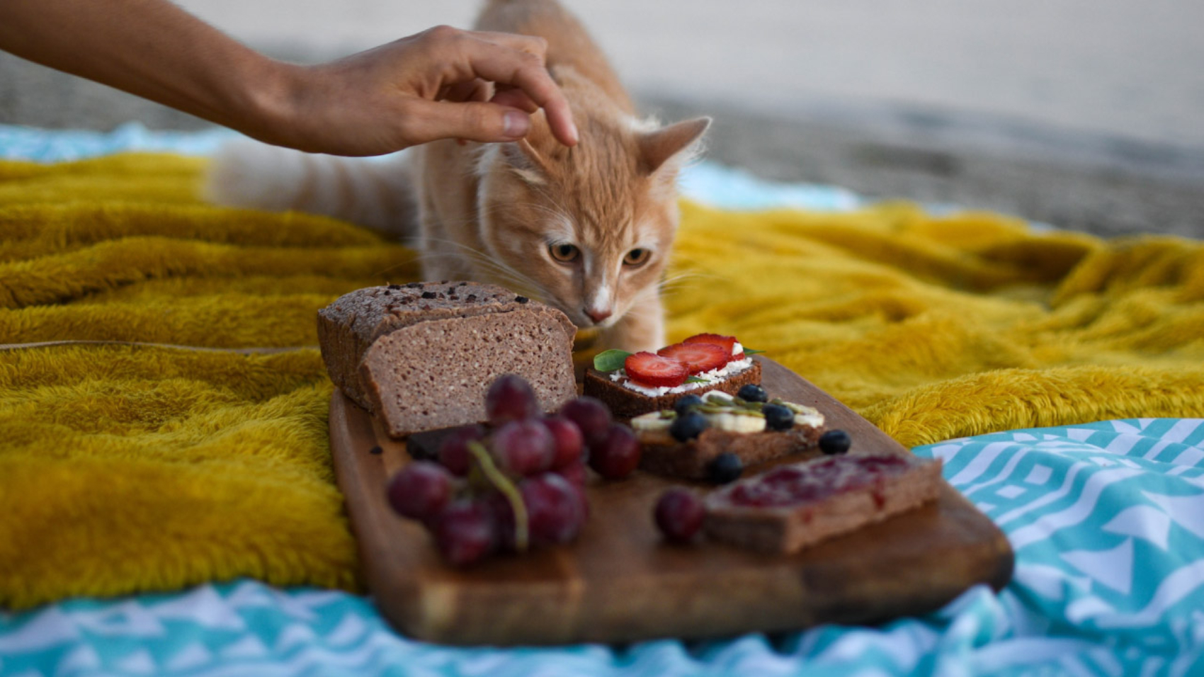 Los 10 Mejores Alimentos Saludables para tu Gato - PuntoZoo