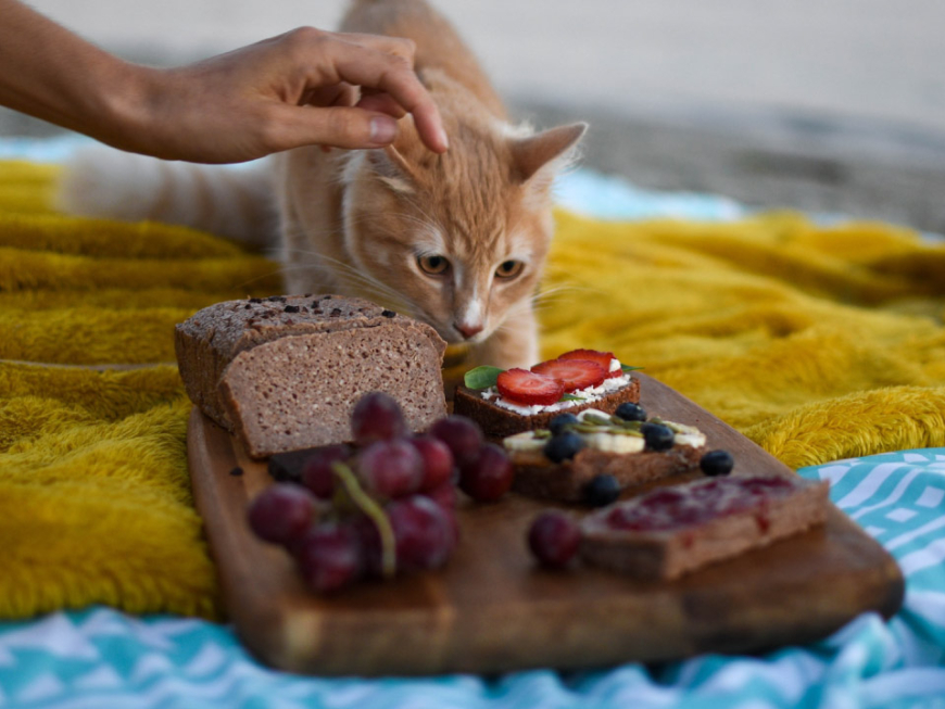 Los 10 Mejores Alimentos Saludables para tu Gato - PuntoZoo