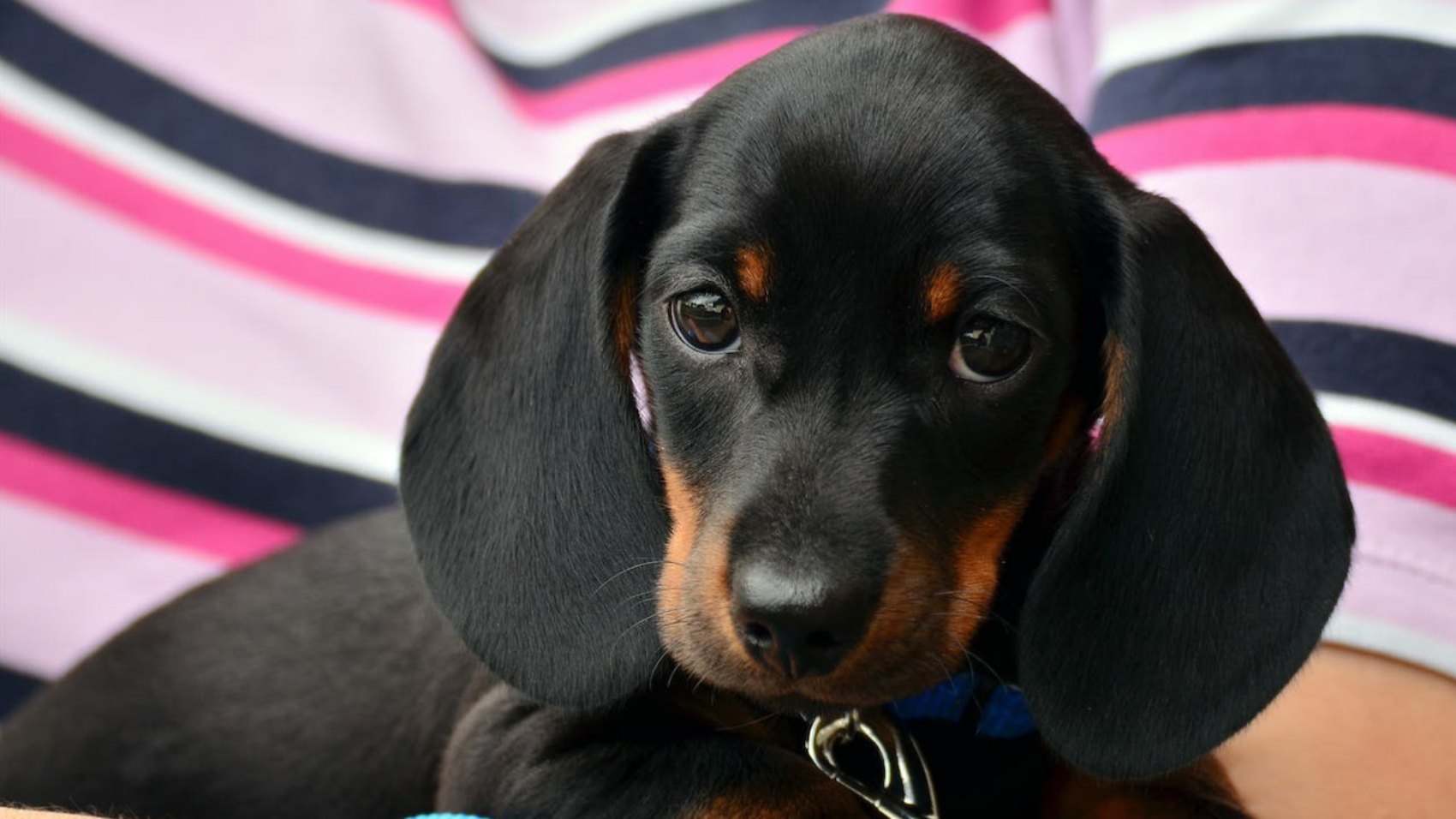 Los Dachshund al descubierto - PuntoZoo