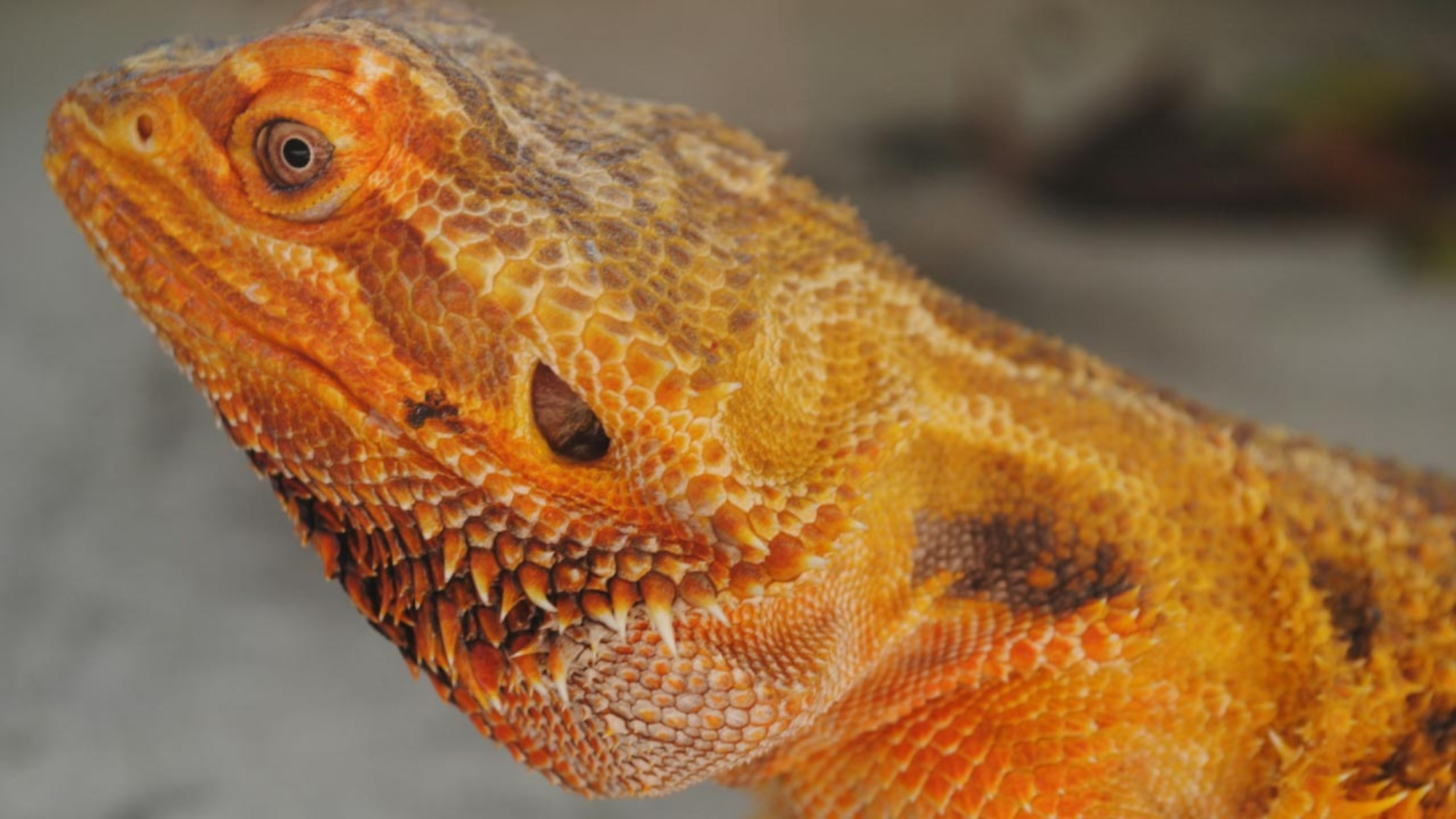 El dragón barbudo: loq ue debes saber - PuntoZoo