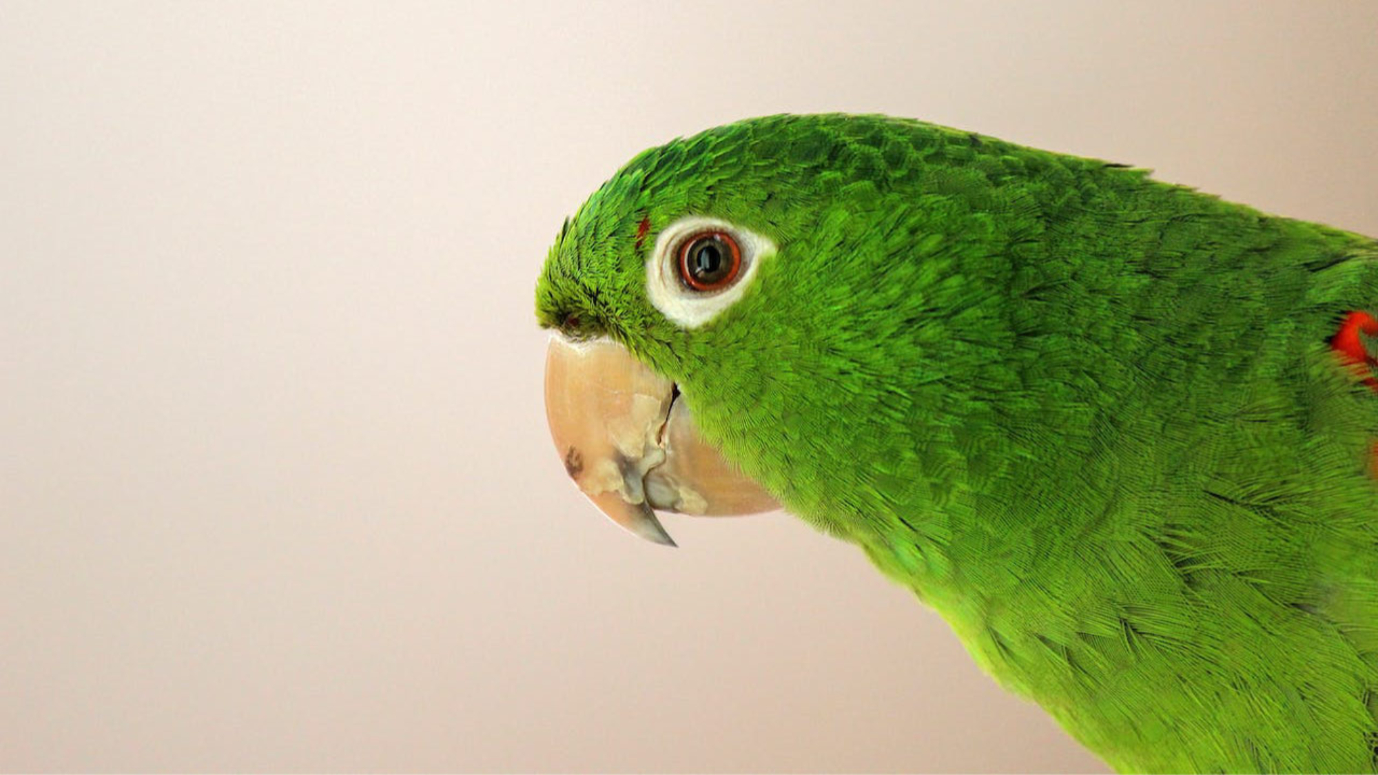 El loro, una maravilla emplumada - PuntoZoo