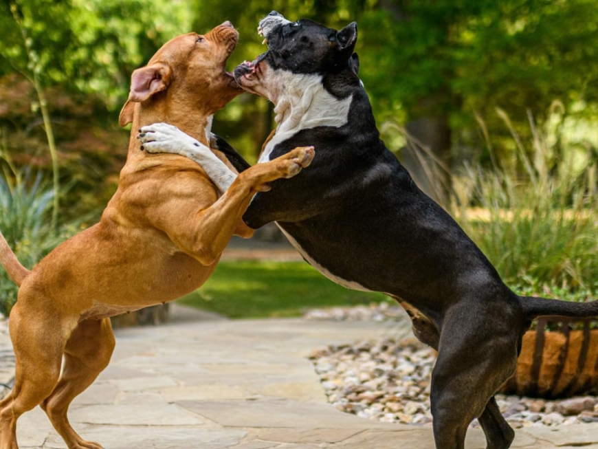 Qué hacer si otro perro ataca al tuyo - PutnoZoo