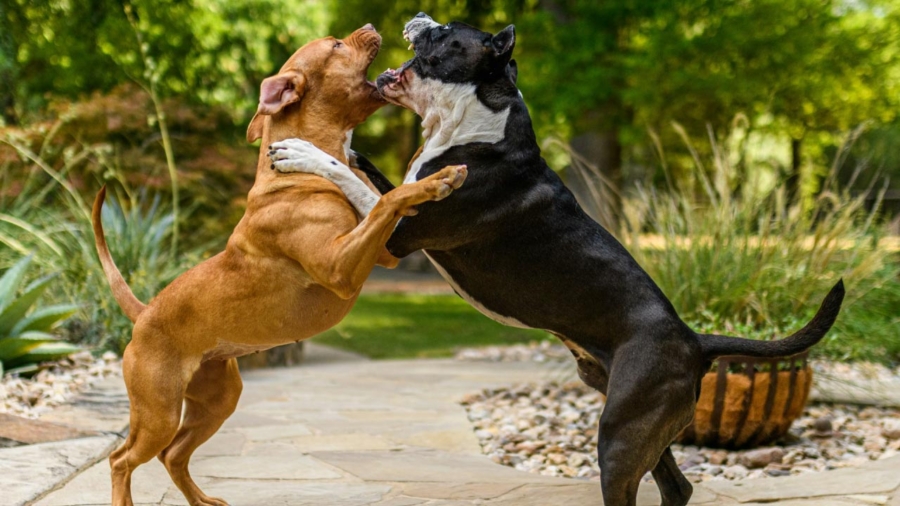 Qué hacer si otro perro ataca al tuyo - PutnoZoo
