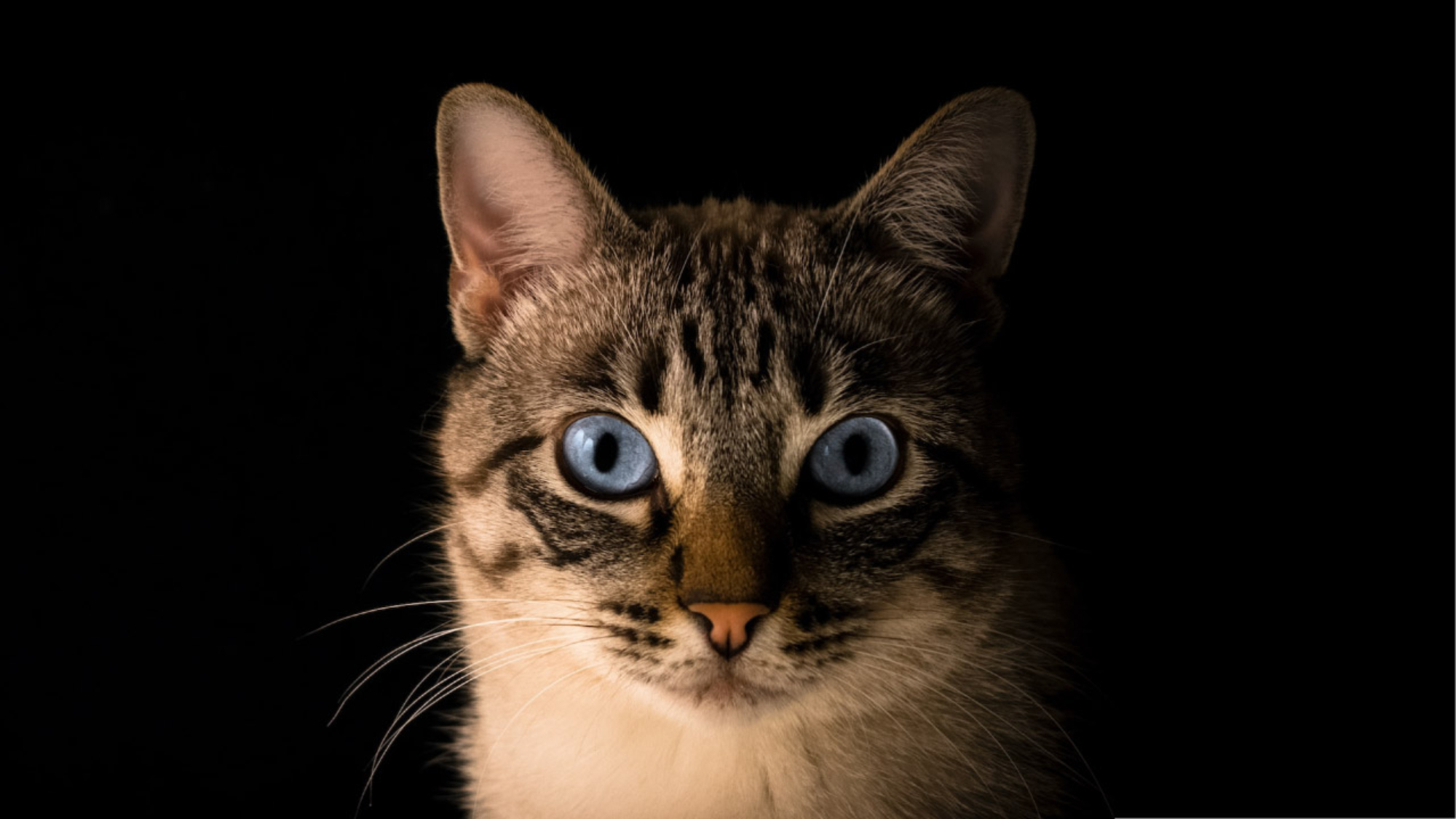 10 Datos Curiosos de los Gatos que Desconocías - PuntoZoo