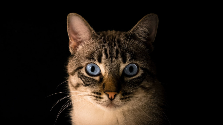 10 Datos Curiosos de los Gatos que Desconocías - PuntoZoo