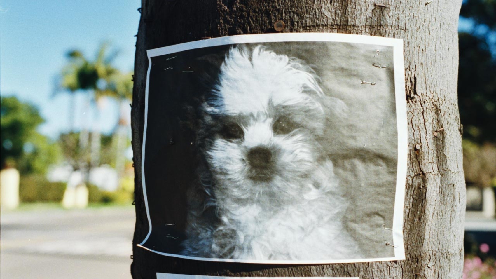 10 consejos para evitar que tu perro se pierda - PuntoZoo