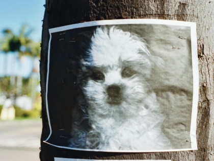 10 consejos para evitar que tu perro se pierda - PuntoZoo