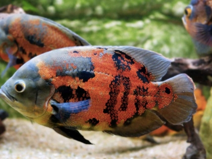 El pez Óscar Tigre - PuntoZoo