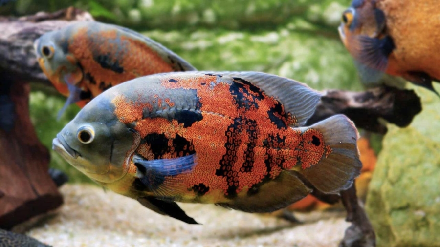 El pez Óscar Tigre - PuntoZoo