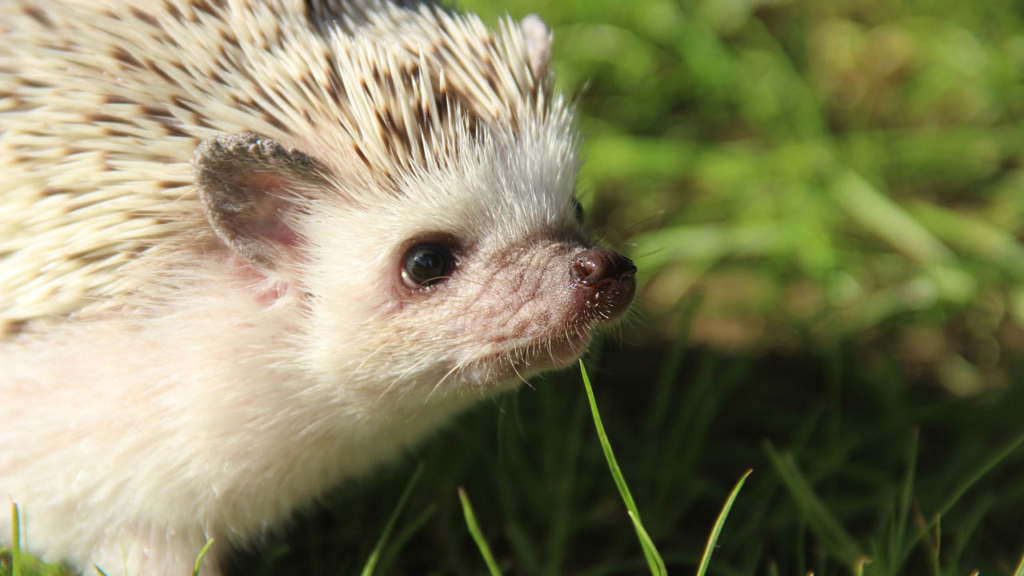 ✨ Erizo Africano Exótico: el compañero espinoso que roba corazones 🦔