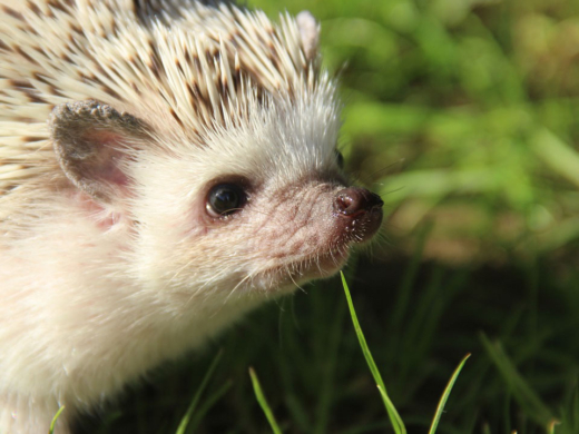 El erizo africano: Lo que debes saber - PuntoZoo