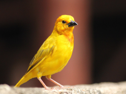 Las 10 Razas de Aves Más Populares para Tener en Casa - PuntoZoo