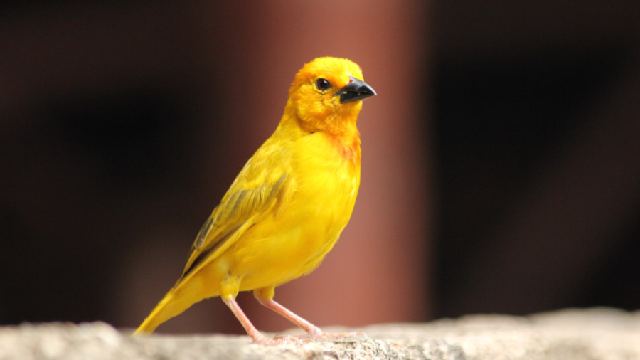 Las 10 Razas de Aves Más Populares para Tener en Casa - PuntoZoo