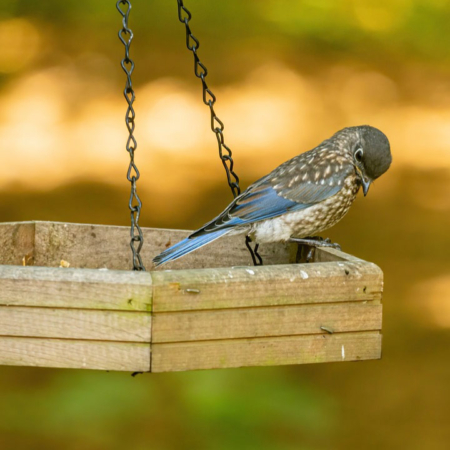 Cómo construir un alimentador de aves para tu jardín