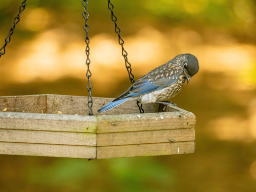 Cómo construir un alimentador de aves para tu jardín
