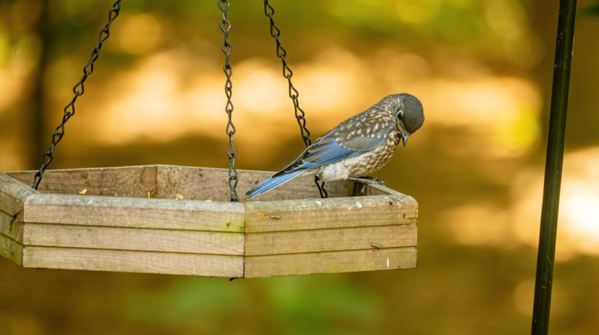 Cómo construir un alimentador de aves para tu jardín