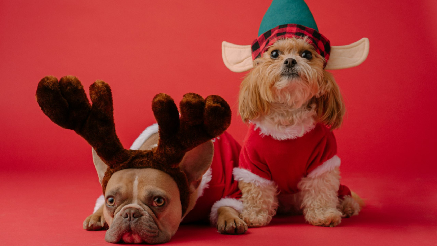 ¿Qué puedo dar de cenar a mi perro en Navidad? - PuntoZoo