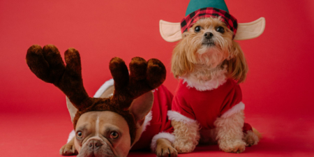 ¿Qué puedo dar de cenar a mi perro en Navidad? - PuntoZoo