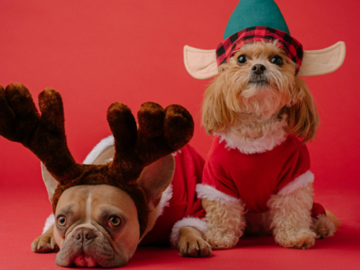 ¿Qué puedo dar de cenar a mi perro en Navidad? - PuntoZoo