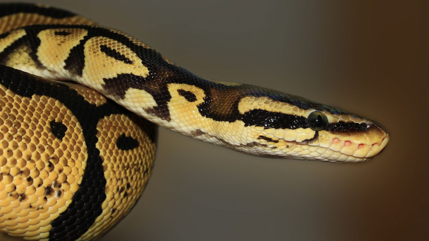 Guía para Elegir la Serpiente Perfecta como Mascota - PuntoZoo