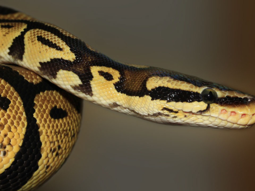 Guía para Elegir la Serpiente Perfecta como Mascota - PuntoZoo