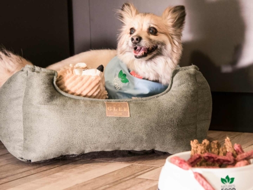 Perro frente a comida navideña que puede ser peligrosa para su salud