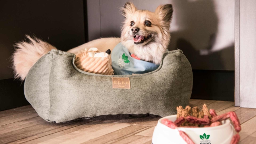Perro frente a comida navideña que puede ser peligrosa para su salud