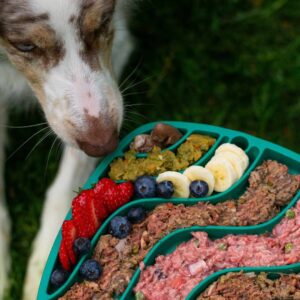 Snacks seguros para perros durante celebraciones navideñas