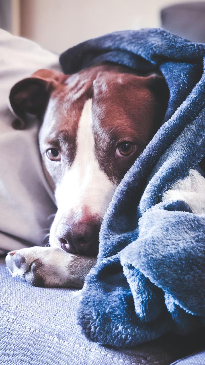 Perro tapado con cobija