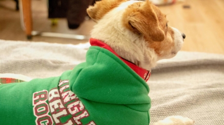 Perro con frío usando un suéter.