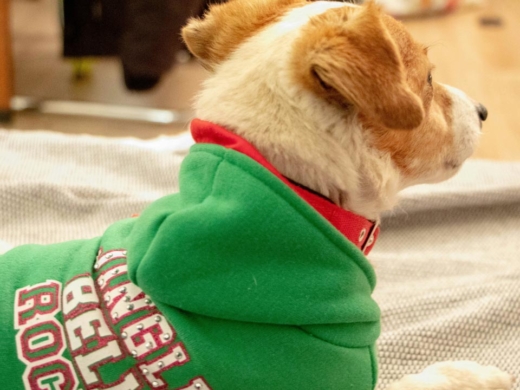 Perro con frío usando un suéter.