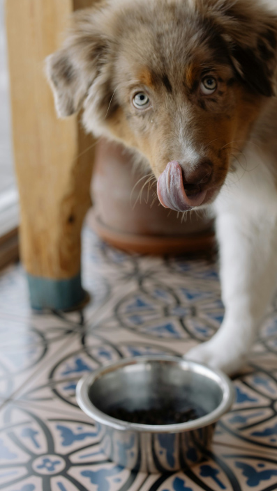 Dueño observando posibles síntomas de intoxicación alimentaria en su perro