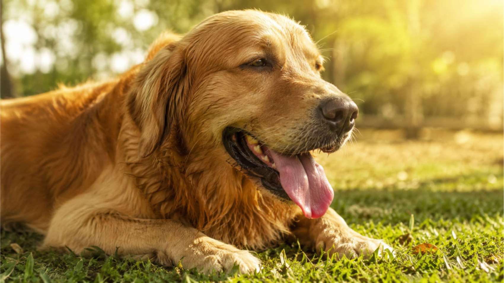 Perro recostado en el sol con aspecto cansado y sediento